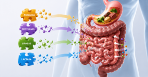 Encimas Digestivas